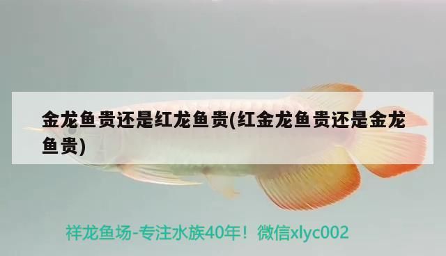 金龍魚(yú)貴還是紅龍魚(yú)貴(紅金龍魚(yú)貴還是金龍魚(yú)貴)