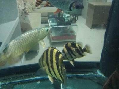 成都觀賞魚批發(fā)市場(chǎng)：成都市觀賞魚批發(fā)市場(chǎng)