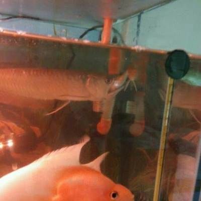 成都觀賞魚批發(fā)市場(chǎng)：成都市觀賞魚批發(fā)市場(chǎng)