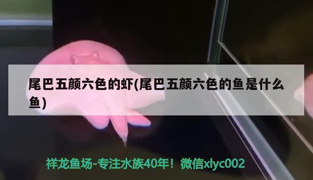 尾巴五顏六色的蝦(尾巴五顏六色的魚是什么魚)