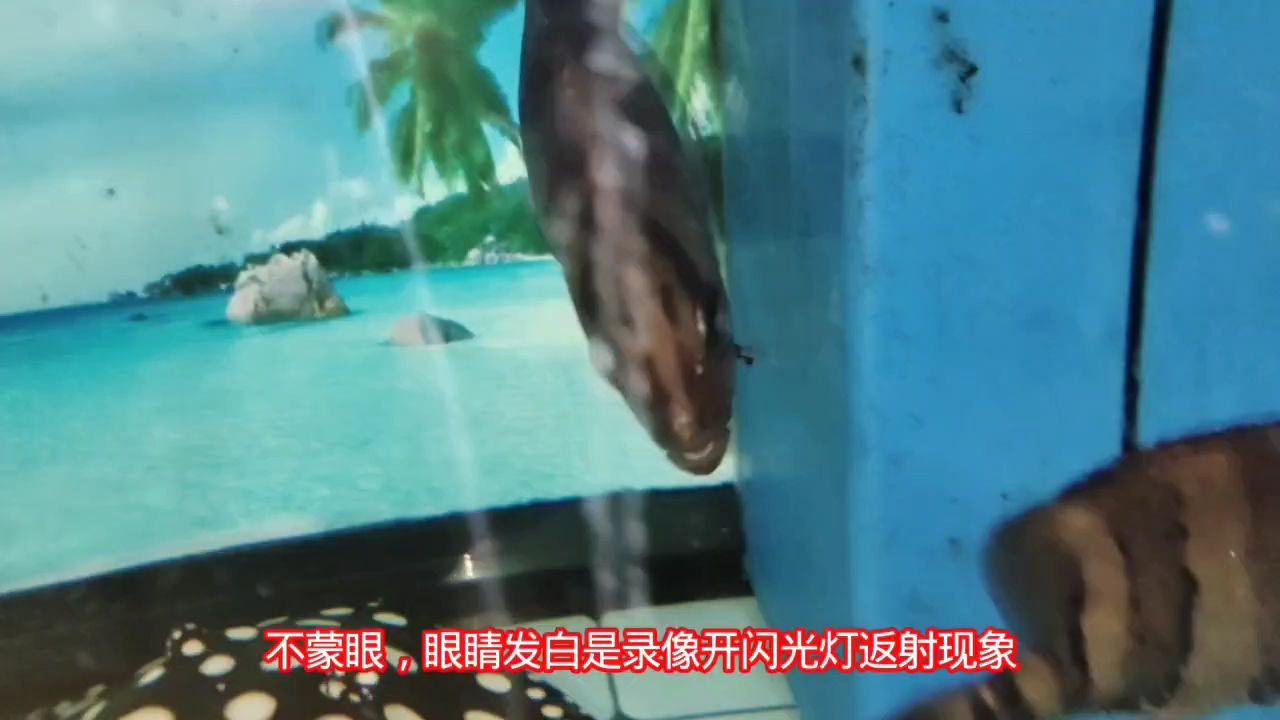 虎魚變明方法