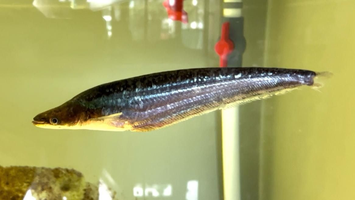 海象魚，祥龍魚場