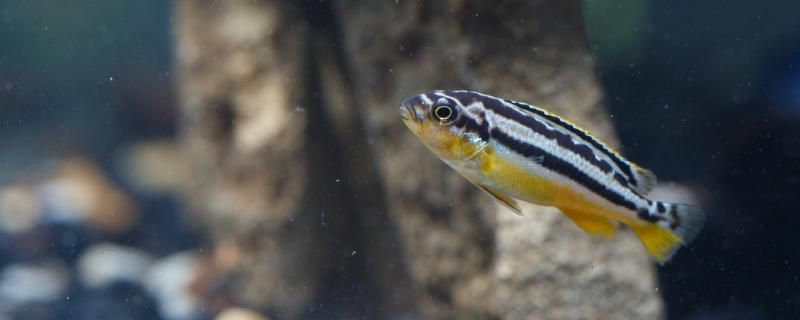 芳村花鳥魚蟲新世界 芳村花鳥魚蟲市場還在嗎(芳村花鳥魚蟲新市場) 觀賞魚百科 芳村花鳥魚蟲市場還在嗎(芳村花鳥魚蟲新市場) 芳村花鳥魚蟲市場還在嗎(芳村花鳥魚蟲新市場) 觀賞魚百科