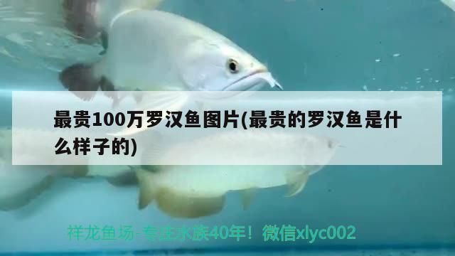 最貴100萬羅漢魚圖片(最貴的羅漢魚是什么樣子的)
