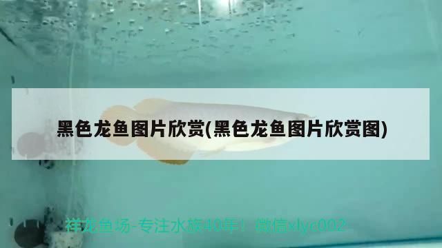 黑色龍魚(yú)圖片欣賞(黑色龍魚(yú)圖片欣賞圖)