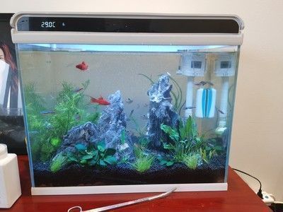 海口龍魚治療（海南龍魚）