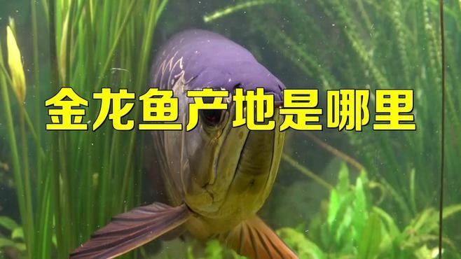 金龍魚是哪個國家產(chǎn)的