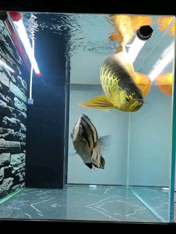 來個原聲 來個原聲 龍魚論壇