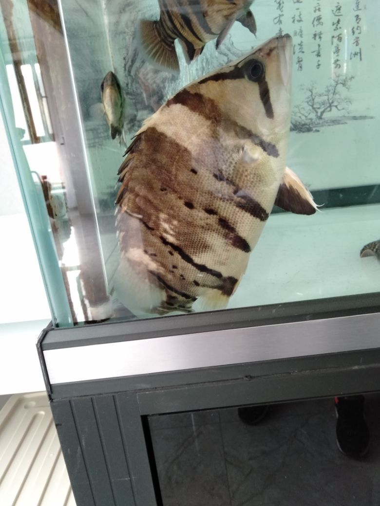 魚友們幫幫忙解答一下。