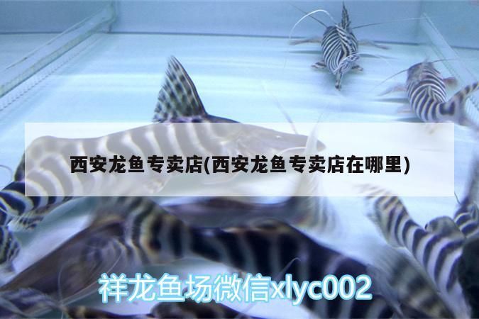 西安龍魚專賣店(西安龍魚專賣店在哪里) 西安龍魚專賣店(西安龍魚專賣店在哪里) 觀賞魚百科