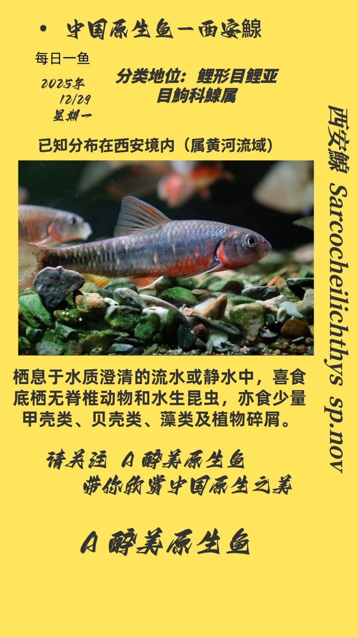 紅龍魚用黃燈烤有用嗎 西安鰁 龍魚論壇 西安鰁 西安鰁 龍魚論壇