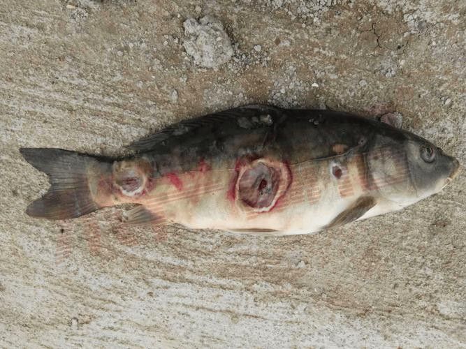 虎魚病癥狀圖片