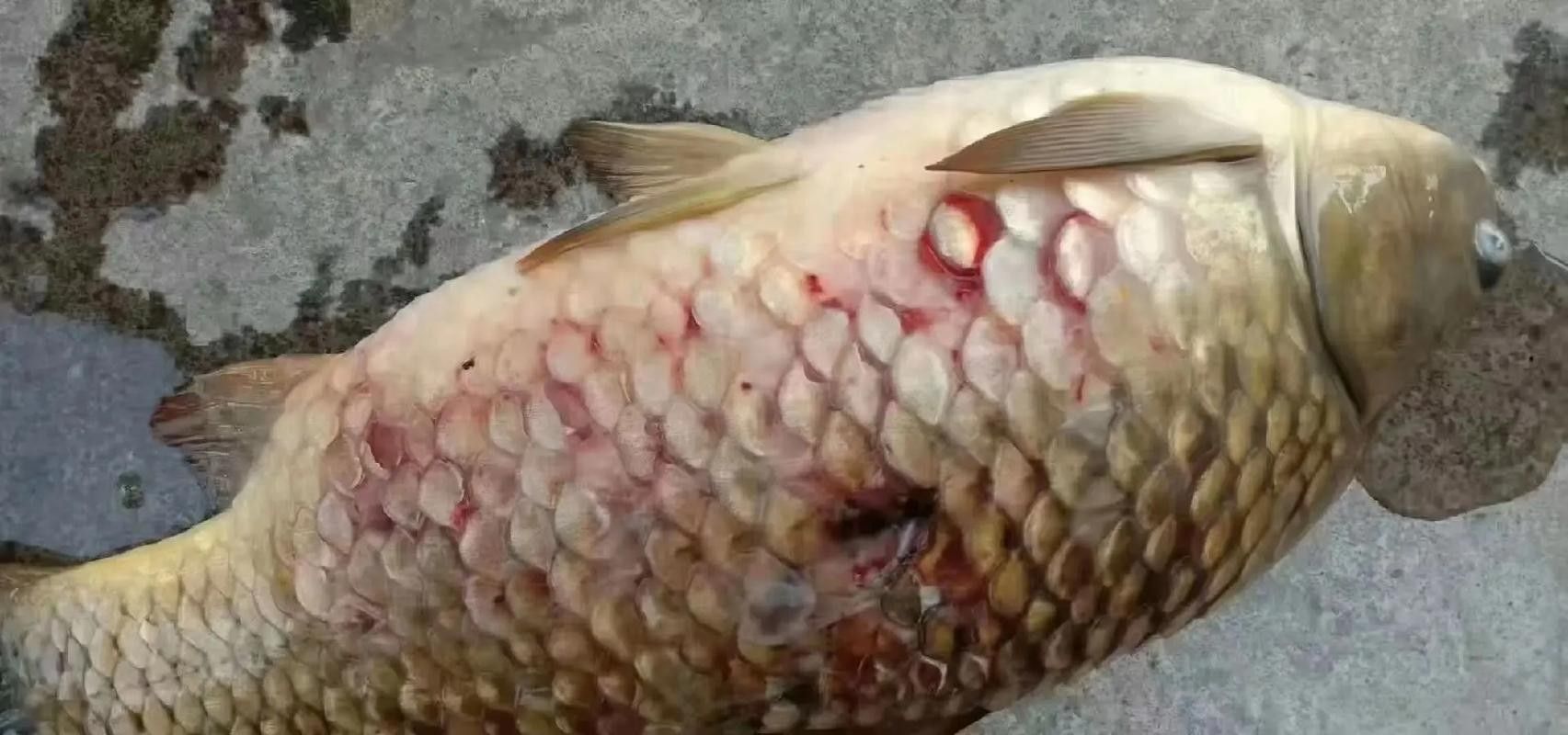 虎魚病癥狀圖片