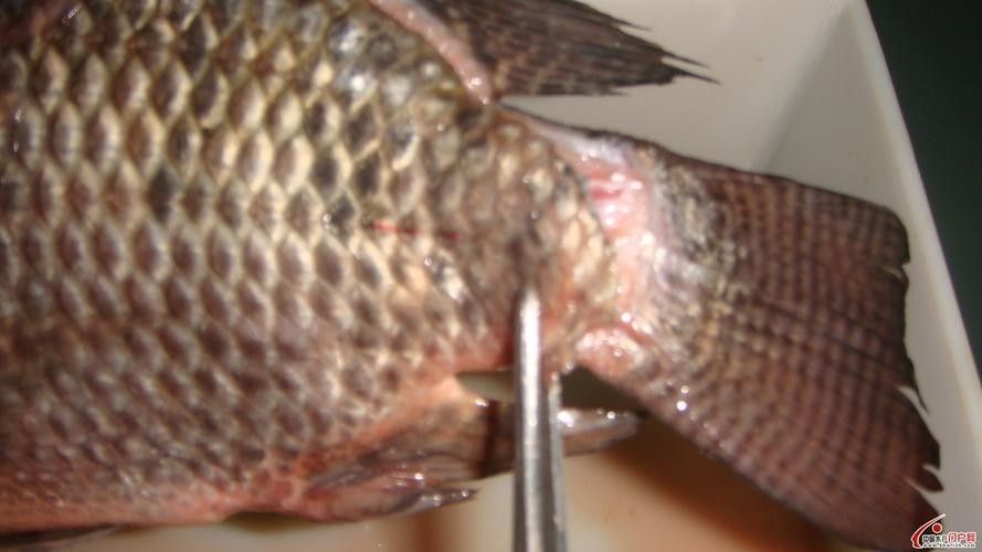 虎魚病癥狀圖片
