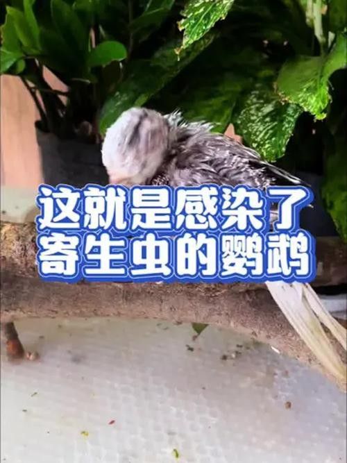 虎魚病癥狀圖片