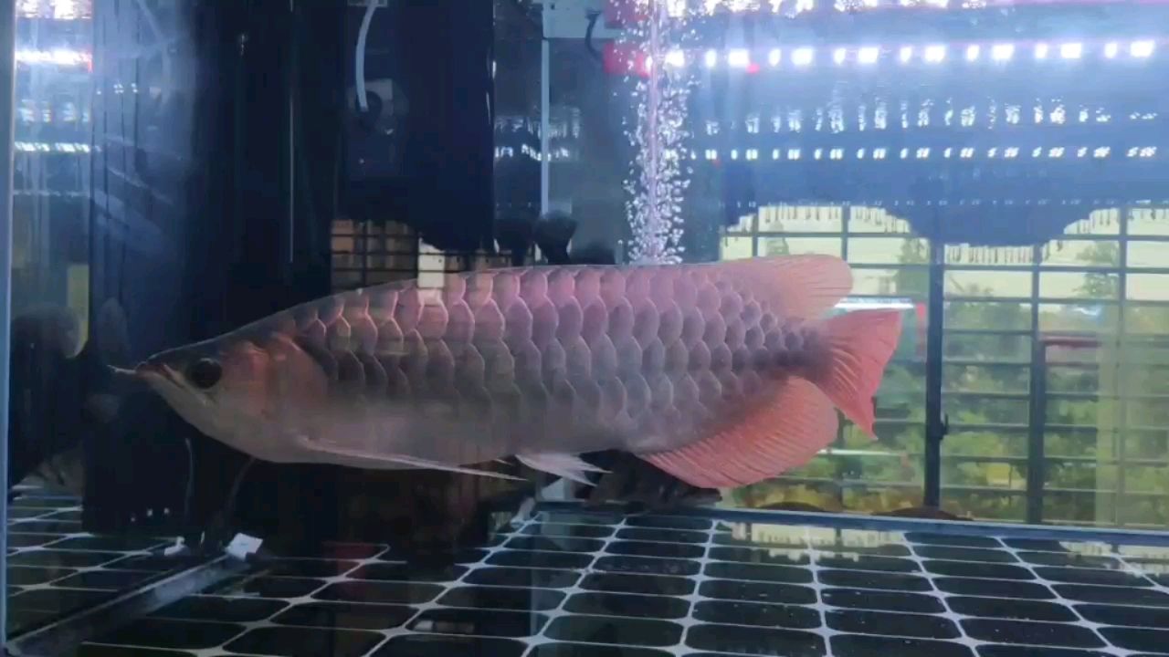 60公分紅龍 60公分紅龍 觀賞魚百科 第1張