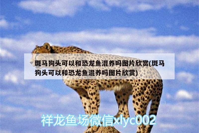 斑馬狗頭可以和恐龍魚混養嗎圖片欣賞(斑馬狗頭可以和恐龍魚混養嗎圖片欣賞) 斑馬狗頭可以和恐龍魚混養嗎圖片欣賞(斑馬狗頭可以和恐龍魚混養嗎圖片欣賞) 觀賞魚百科 第1張