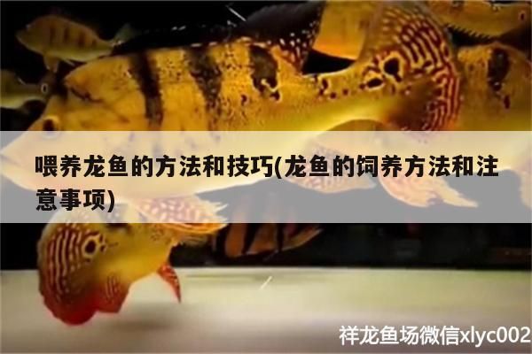 喂養(yǎng)龍魚的方法和技巧(龍魚的飼養(yǎng)方法和注意事項(xiàng))