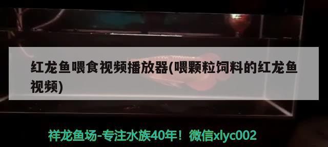 魚身黑斑能否自行消失，如何判斷魚身黑斑的類型