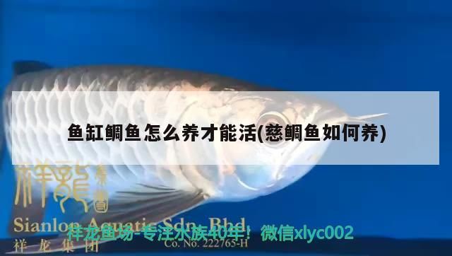 魚缸鯛魚怎么養才能活(慈鯛魚如何養)