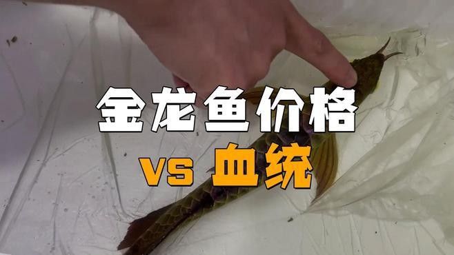 金龍魚的股票值得買嗎 金龍魚的股票值得買嗎 觀賞魚百科 第2張