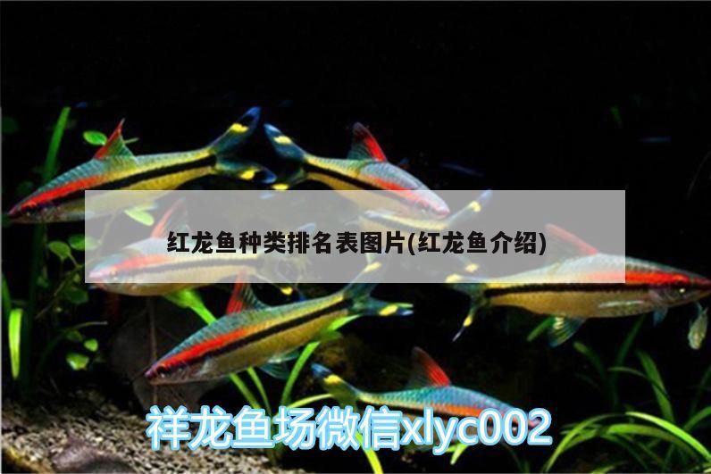 紅龍魚種類排名表圖片(紅龍魚介紹)