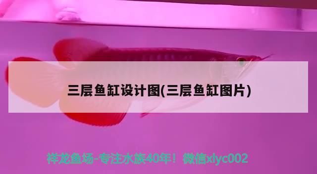 三層魚缸設計圖(三層魚缸圖片)