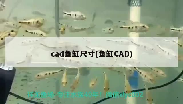 銀龍魚 天津龍魚祥龍魚場怎么樣收費(天津魚缸sianlon祥龍魚場) 觀賞魚百科 天津龍魚祥龍魚場怎么樣收費(天津魚缸sianlon祥龍魚場) 天津龍魚祥龍魚場怎么樣收費(天津魚缸sianlon祥龍魚場) 觀賞魚百科