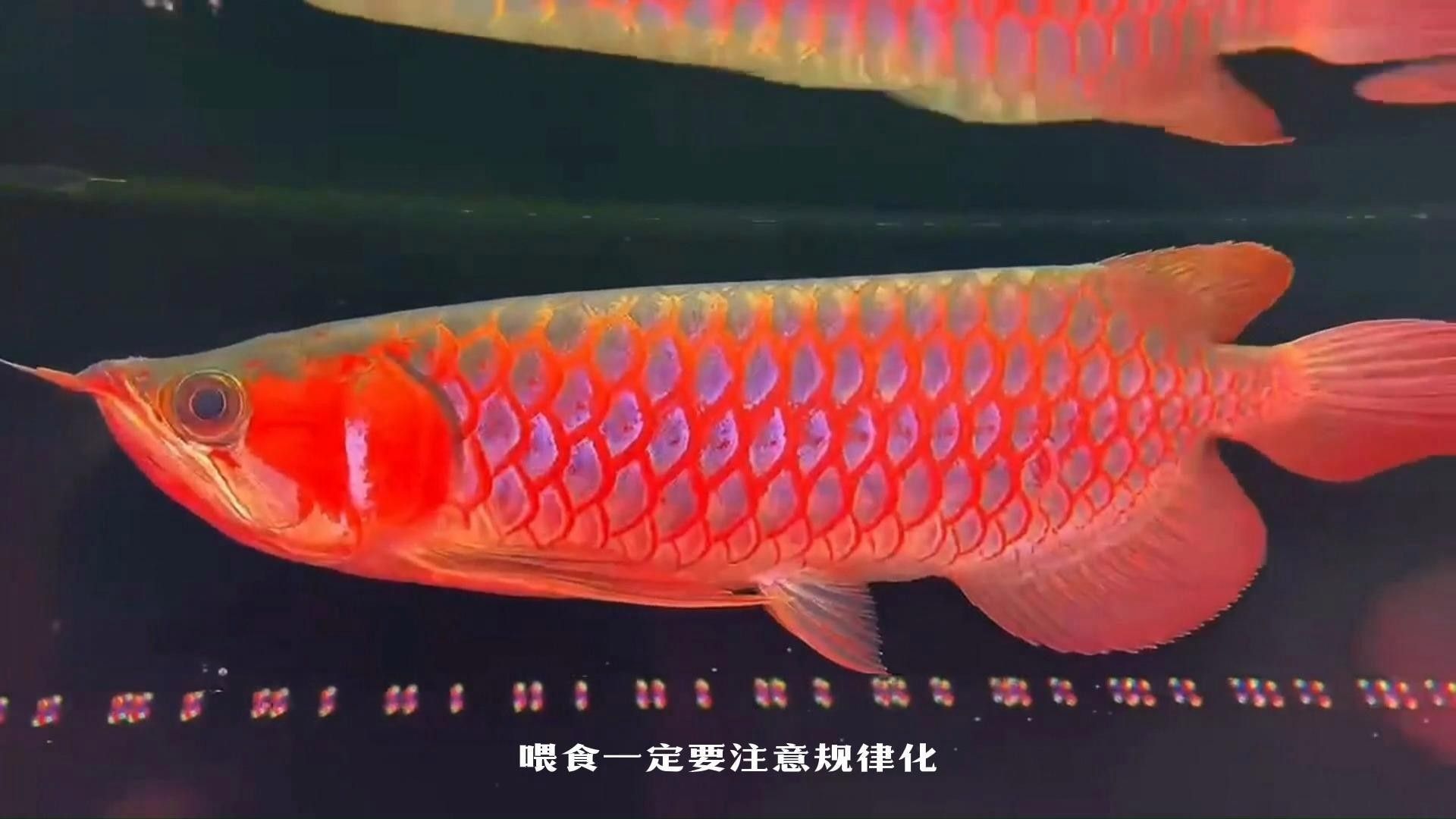 梁園紅龍魚最簡單三個步驟
