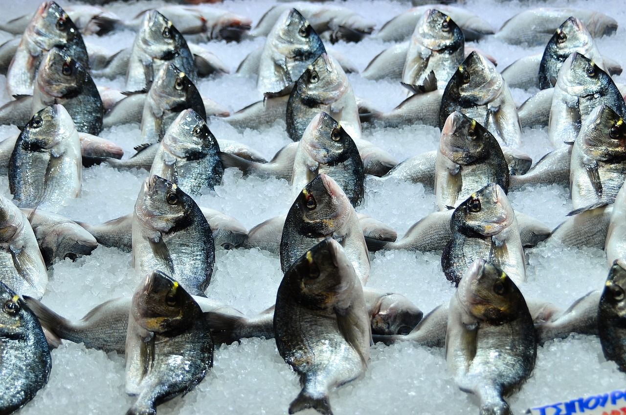 中國海關宣布停止進口龍魚，對龍魚市場產生怎樣的影響