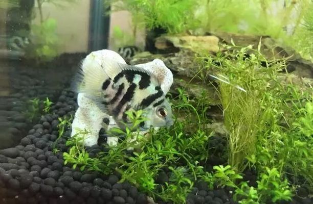 龍魚缸里有白色團狀物(魚缸里白色球狀物)