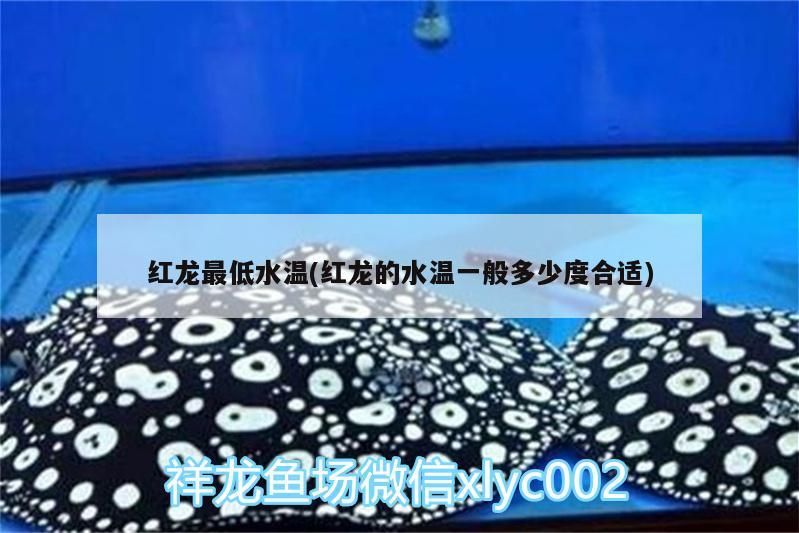 紅龍最低水溫(紅龍的水溫一般多少度合適)