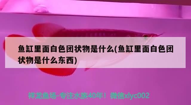 魟魚會攻擊其他魚嗎：魟魚會攻擊人嗎 魟魚會攻擊其他魚嗎：魟魚會攻擊人嗎 觀賞魚百科 第1張