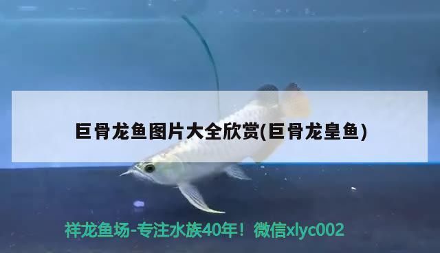 魟魚會攻擊其他魚嗎：魟魚會攻擊人嗎 魟魚會攻擊其他魚嗎：魟魚會攻擊人嗎 觀賞魚百科 第3張