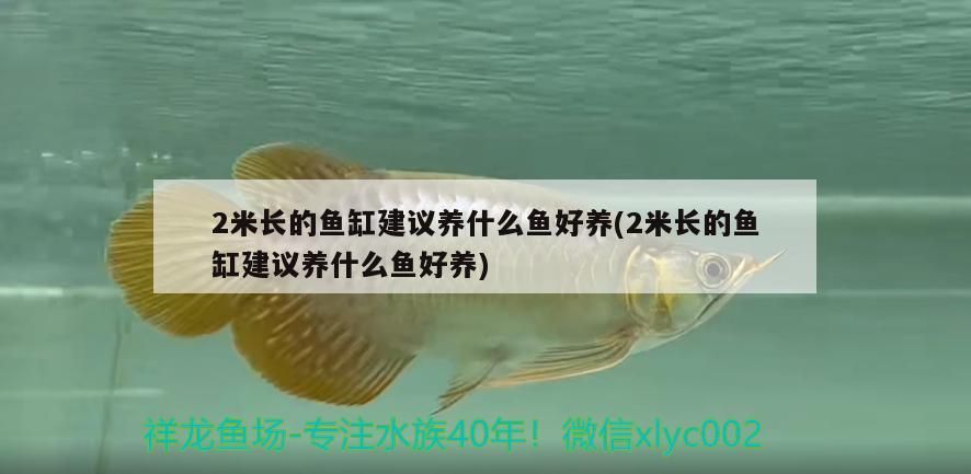 2米長的魚缸建議養什么魚好養(2米長的魚缸建議養什么魚好養)