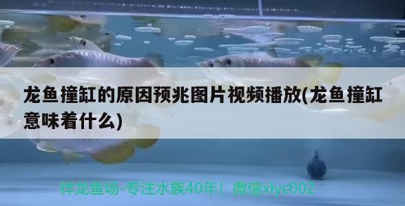 龍魚撞缸的原因預兆圖片視頻播放(龍魚撞缸意味著什么)