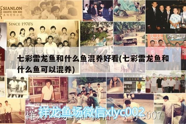 七彩雷龍魚和什么魚混養好看(七彩雷龍魚和什么魚可以混養)