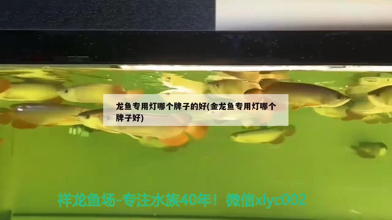 龍魚專用燈哪個牌子的好(金龍魚專用燈哪個牌子好)