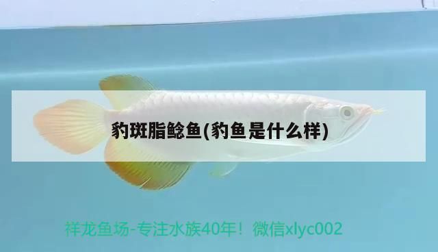 豹斑脂鯰魚(豹魚是什么樣)