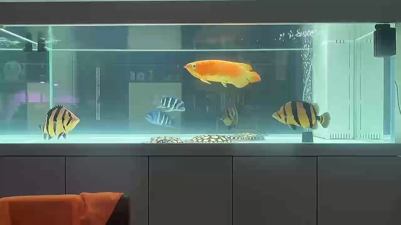 缸里這點魚系列 缸里這點魚系列 龍魚論壇