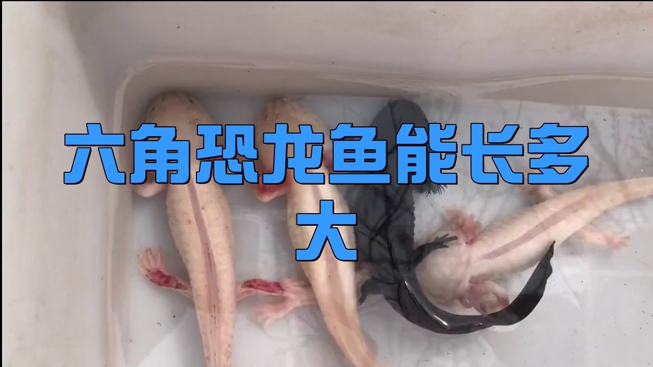 六爪恐龍魚能長多大