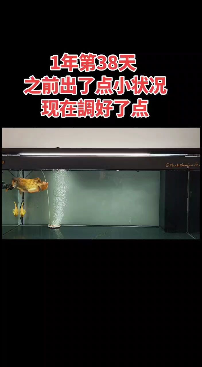 龍魚干蝦有營養嗎 小未來進入尷尬期 更新一下 龍魚論壇 小未來進入尷尬期 更新一下 小未來進入尷尬期 更新一下 龍魚論壇