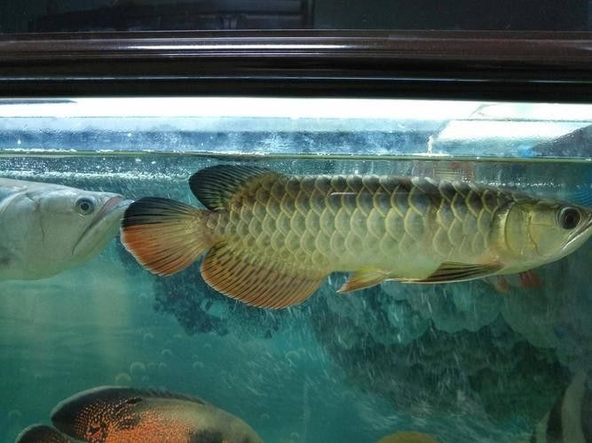 龍魚(yú)哪個(gè)漁場(chǎng)的最好