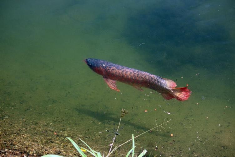 龍魚(yú)哪個(gè)漁場(chǎng)的最好