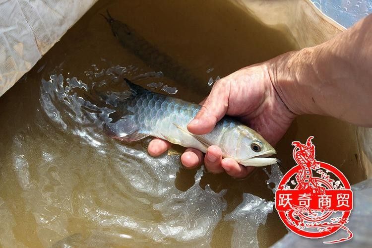龍魚(yú)哪個(gè)漁場(chǎng)的最好
