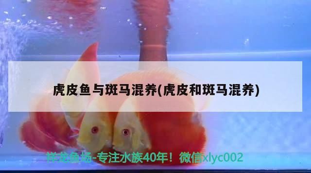 虎皮魚與斑馬混養(yǎng)(虎皮和斑馬混養(yǎng)) 虎皮魚與斑馬混養(yǎng)(虎皮和斑馬混養(yǎng)) 觀賞魚百科