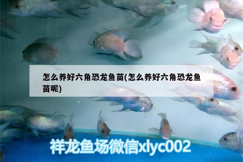 怎么養好六角恐龍魚苗(怎么養好六角恐龍魚苗呢)