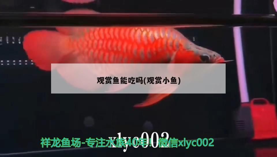 觀賞魚能吃嗎(觀賞小魚)