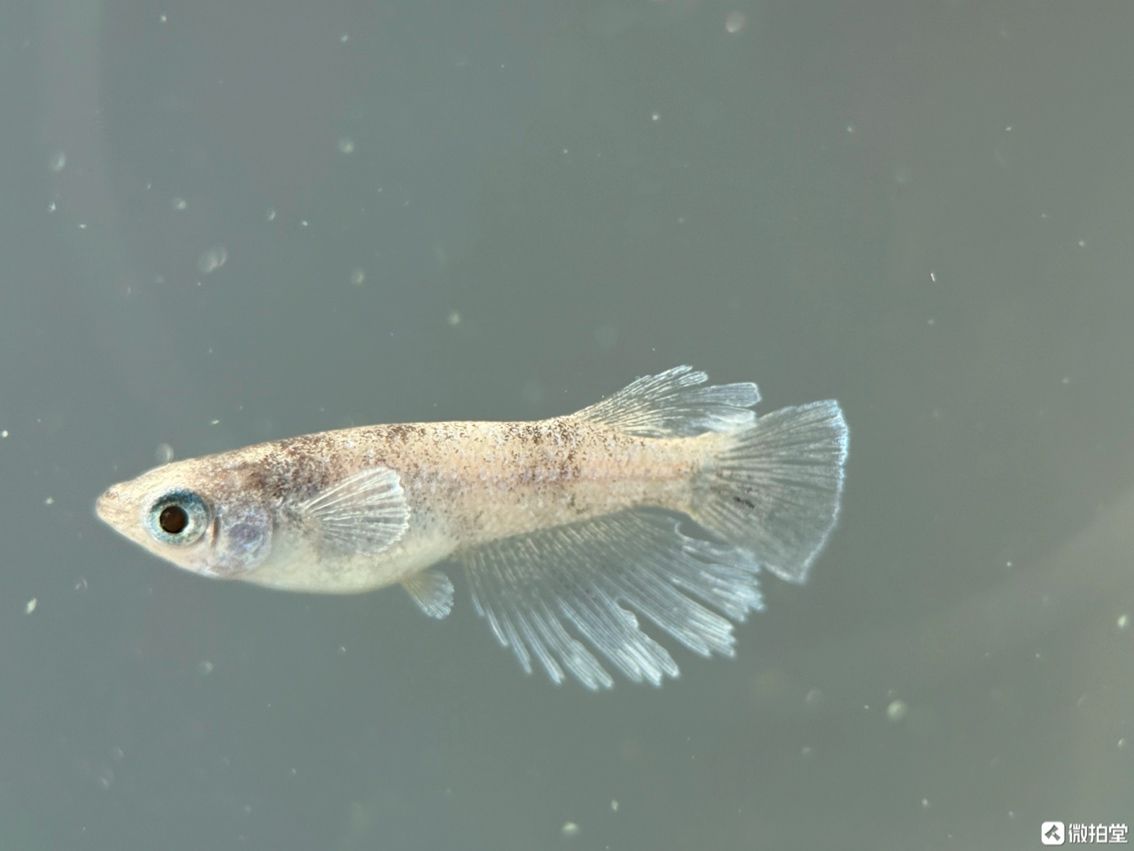不需要加溫打氧過濾的小型觀賞魚觀背青鳉 不需要加溫打氧過濾的小型觀賞魚觀背青鳉 龍魚論壇 第2張