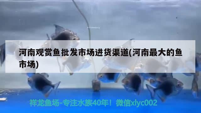 河南觀賞魚(yú)批發(fā)市場(chǎng)進(jìn)貨渠道(河南最大的魚(yú)市場(chǎng)) 河南觀賞魚(yú)批發(fā)市場(chǎng)進(jìn)貨渠道(河南最大的魚(yú)市場(chǎng)) 觀賞魚(yú)百科